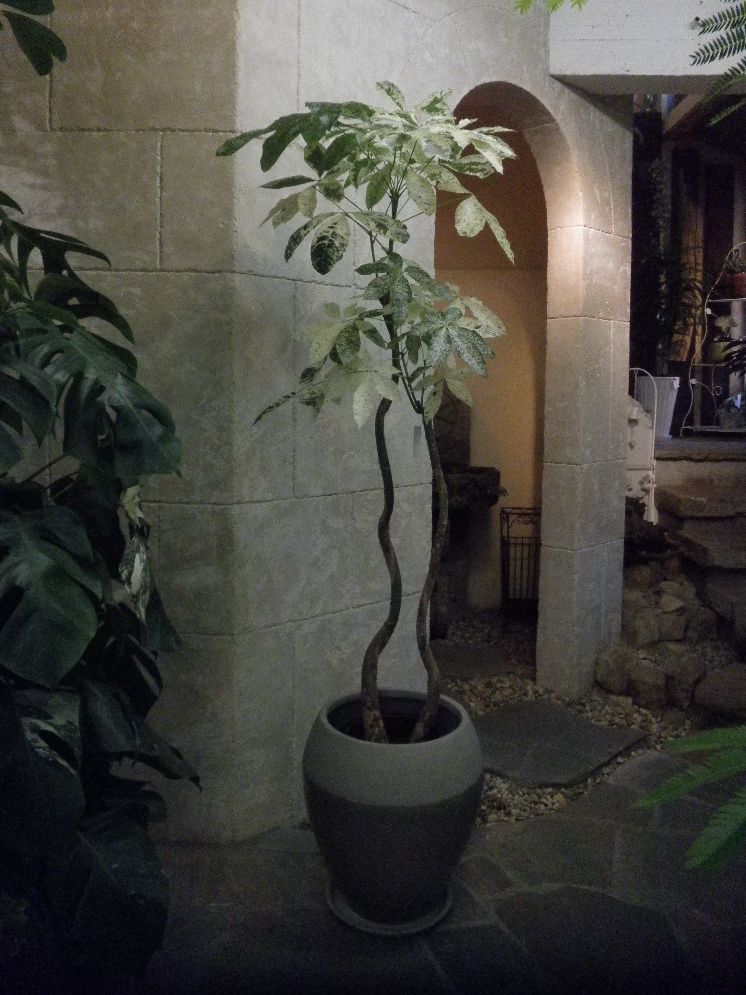 観葉植物（室内用） | 京都の観葉植物専門店リトルファンタジー