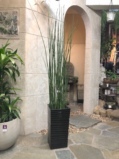 室外用植物 屋外樹 京都の観葉植物専門店リトルファンタジー