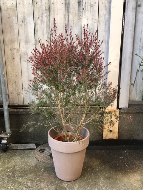 室外用植物 屋外樹 京都の観葉植物専門店リトルファンタジー