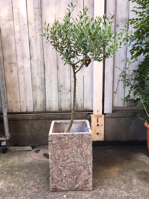 室外用植物 屋外樹 京都の観葉植物専門店リトルファンタジー