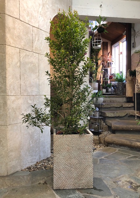 室外用植物 屋外樹 京都の観葉植物専門店リトルファンタジー