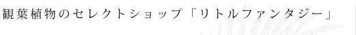 観葉植物のセレクトショップ「リトルファンタジー」